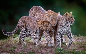 leopard group