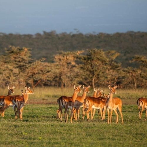 RHINO_121 (1) | Gamewatchers Safaris herd of animals in field grazing