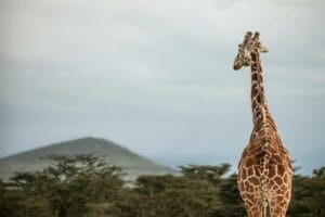 giraffe