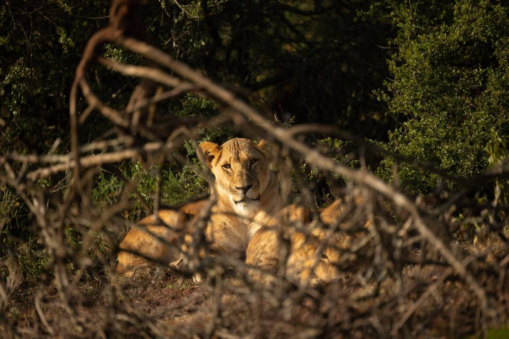 Lioness on Kenya Safari