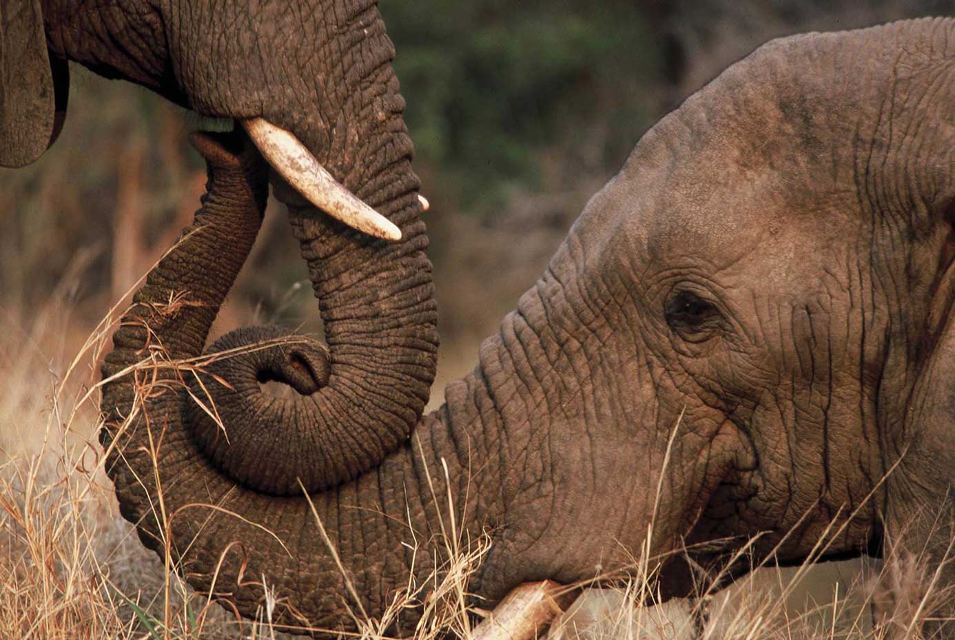 elephants closeup