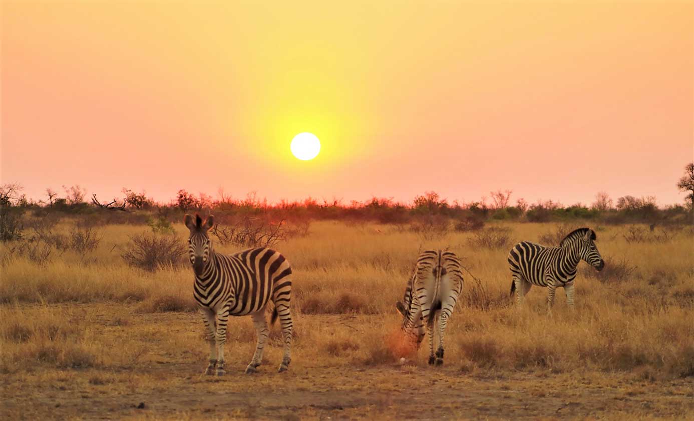 zebra at sunset