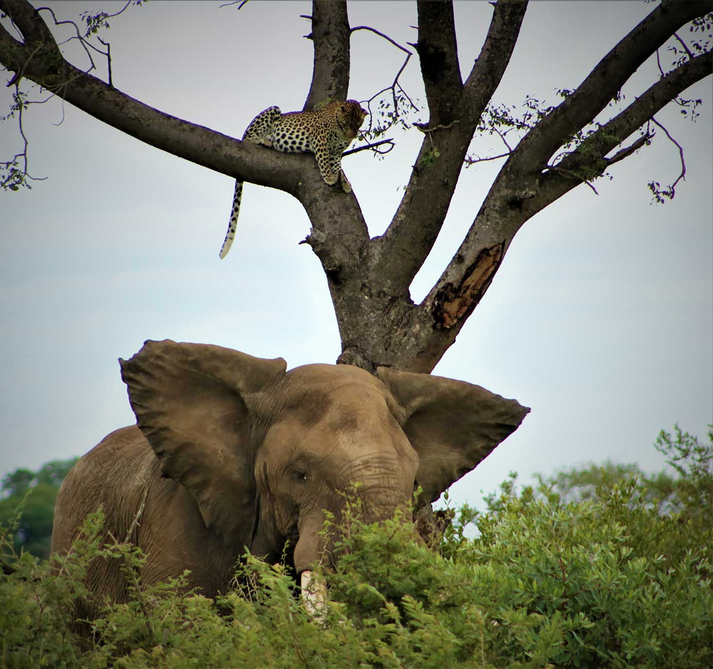 leopard in tree above elephant