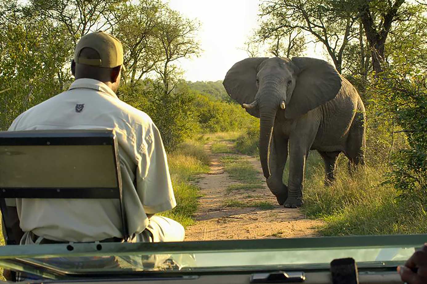 elephant on safari track