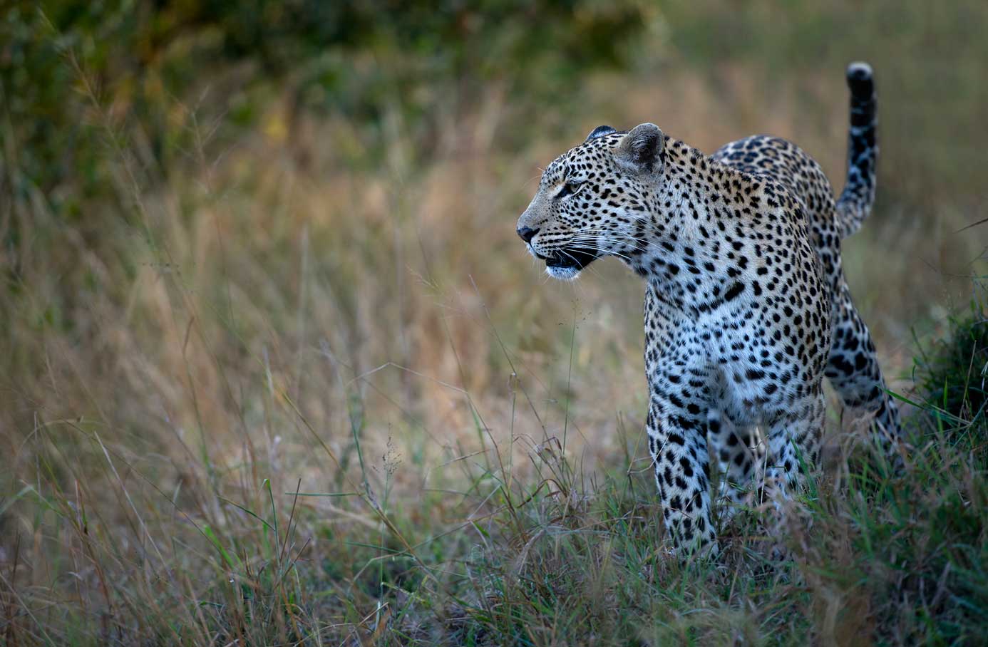 leopard closeup