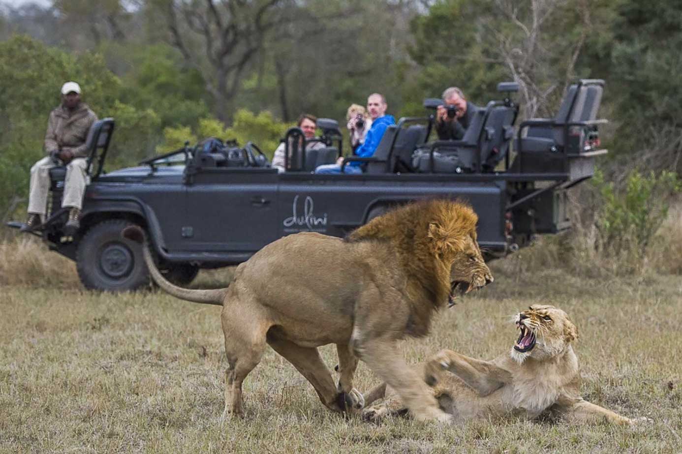 lions fighting