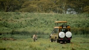 vehicle safari