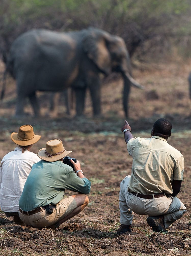 elephant being observed by tourists