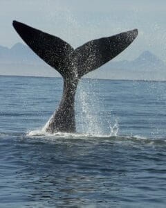 whale tail