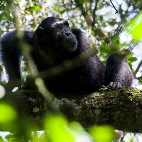 chimpanzee in tree