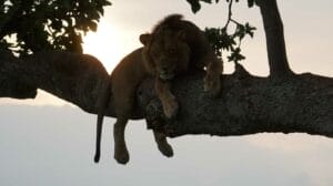 lion sleeping in tree