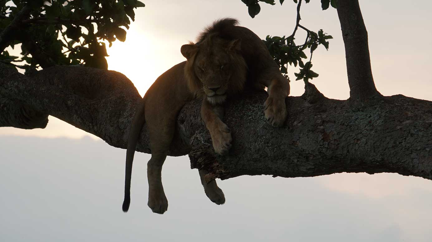 lion sleeping in tree