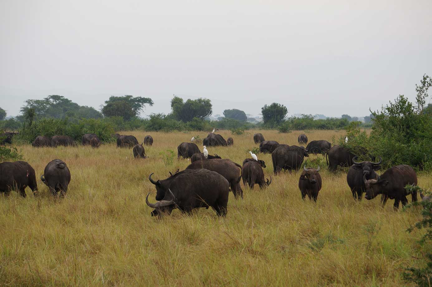 Herd of animals in field with birds on them