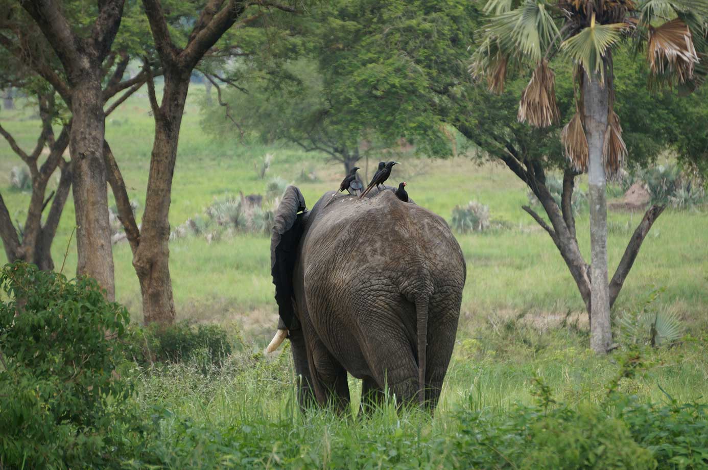 elephant with birds on top