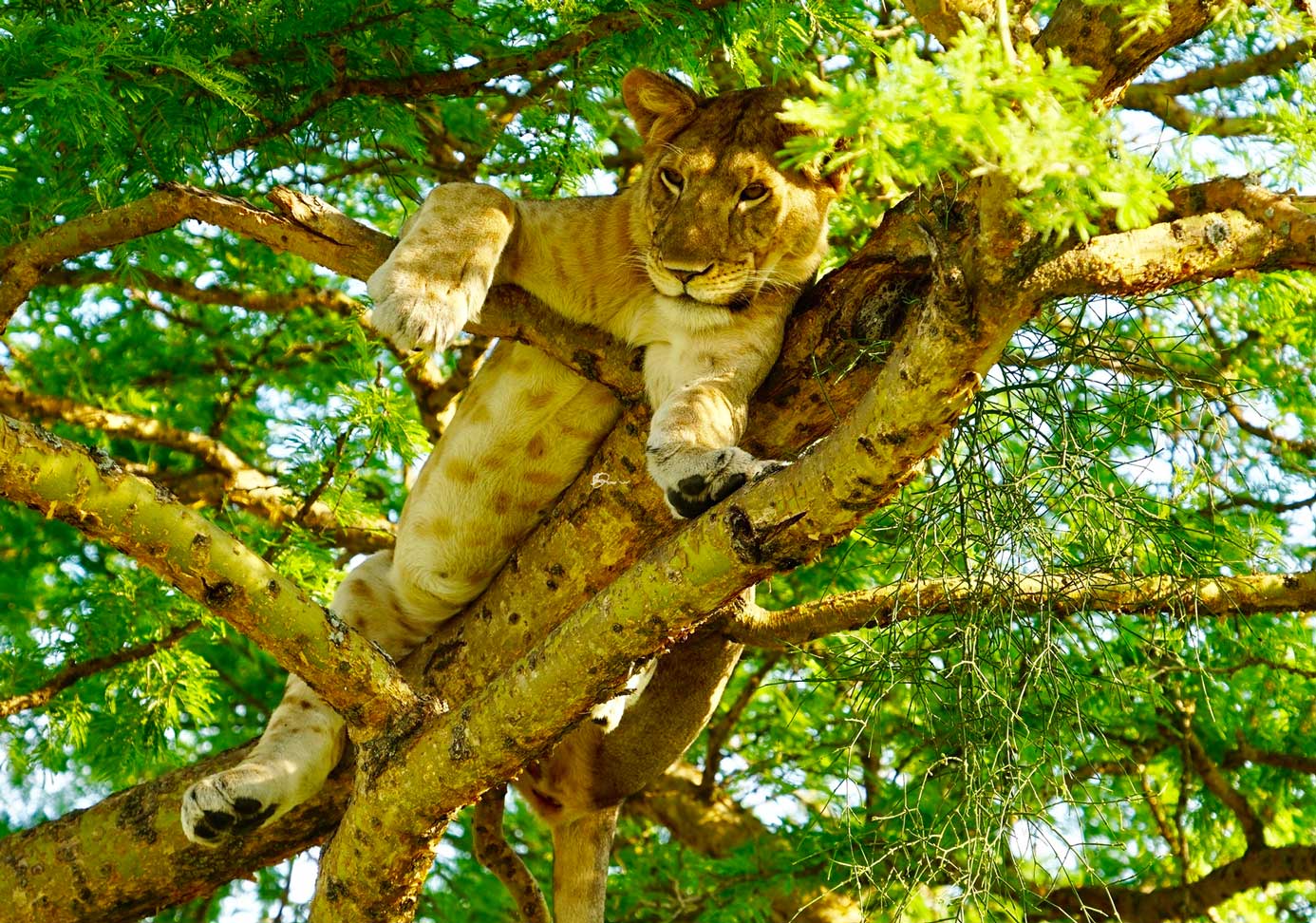 Lion relaxing in tree