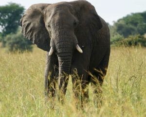 Elephant