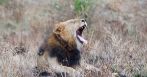 lion yawning in field