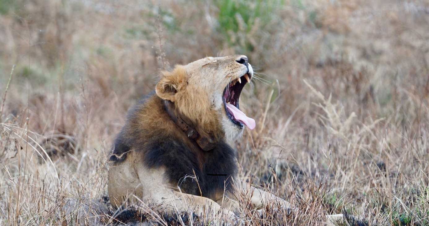 lion yawning in field