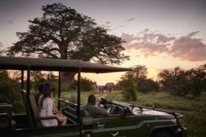 tourists in safari vehicle observing elephants