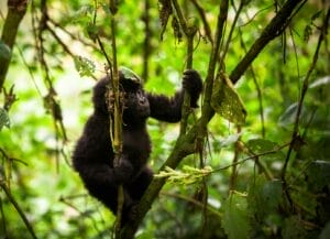 Baby Gorilla climbing branch