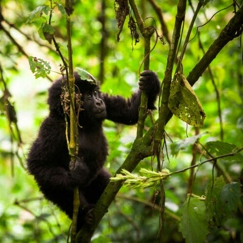 Baby Gorilla climbing branch