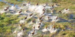 BOTSWANA I Gamewatchers Safaris