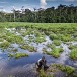 REPUBLIC OF THE CONGO I Gamewatchers Safaris