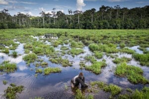 REPUBLIC OF THE CONGO I Gamewatchers Safaris