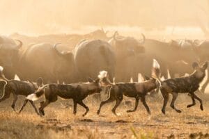 pack of wild dogs around grazing animals