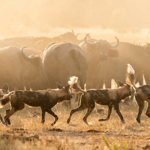 pack of wild dogs around grazing animals