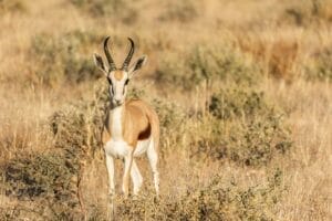 closeup of animal in field
