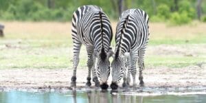 two zebras drinking