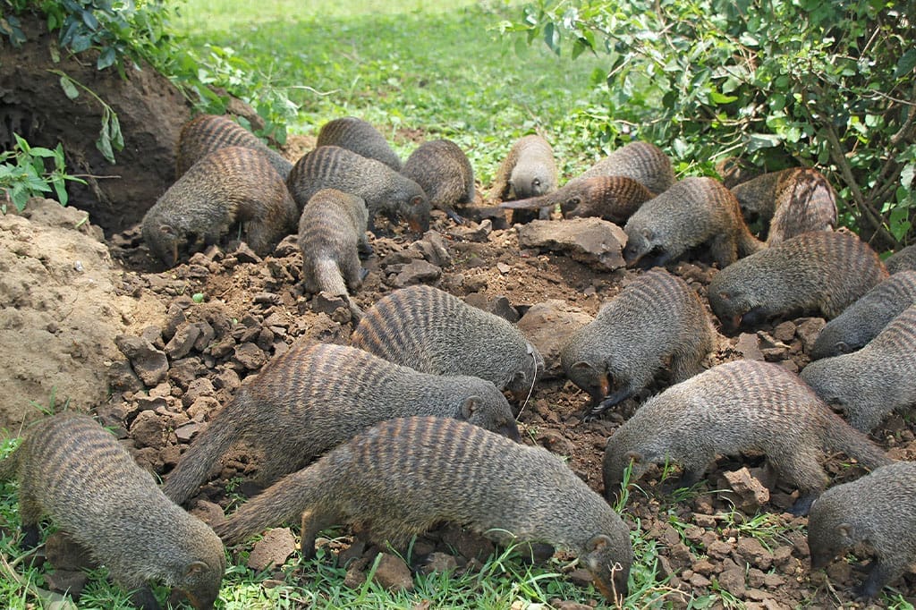 pack of small animals