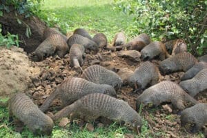 pack of small animals