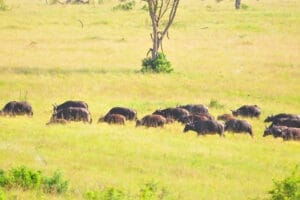 herd of animals in field