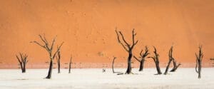 trees in flat desert