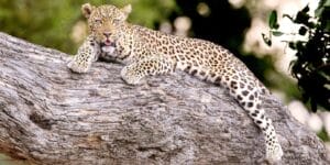 cheetah lying in tree