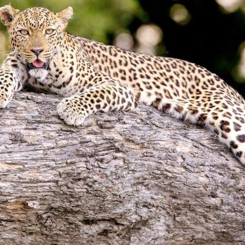 cheetah lying in tree