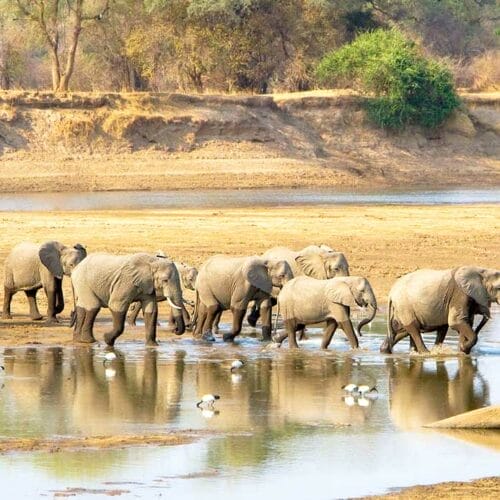herd of elephants crossing a river