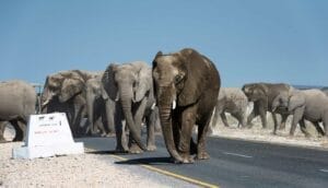 elephants on road