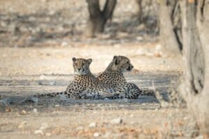 cheetah relaxing in shade