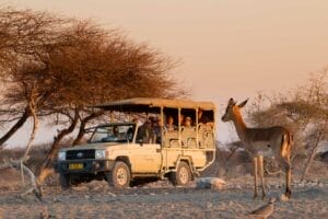 tourists in safari vehicle
