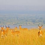 pack of animals in long grass being photographed