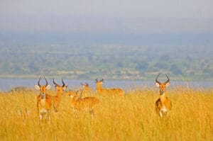 pack of animals in long grass being photographed