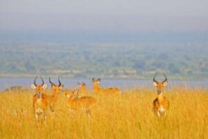 pack of animals in long grass