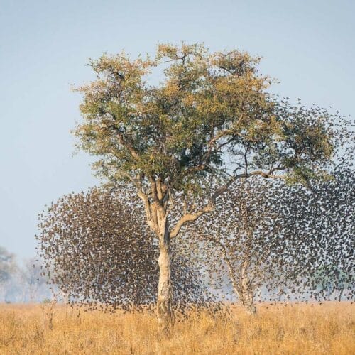 Flock of birds