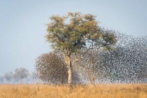 flock of birds flying over tree