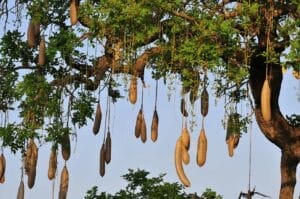 sausage tree
