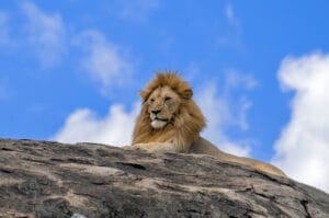 lion on top of rock