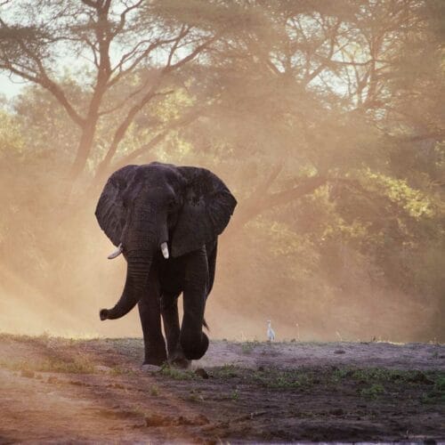 elephant walking towards photographer
